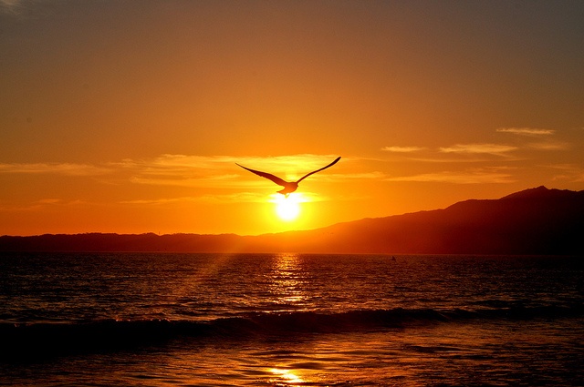 crow flying into sunset (3) - David Stoner